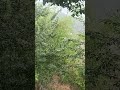 #Bard twintering#shot video #