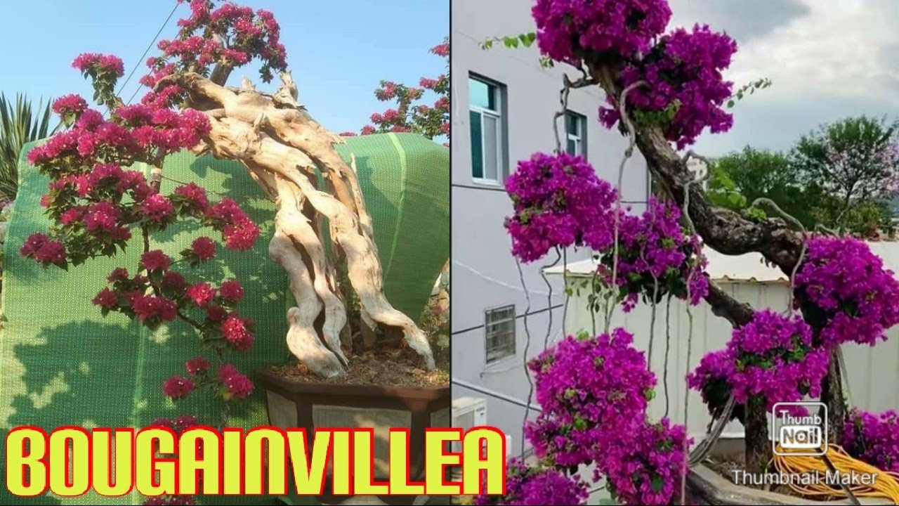 beautiful bougainvillea bonsai inspiration in 2022