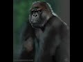 Gorilla study painting :)