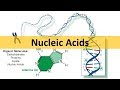 DNA Structure and Function Concepts
