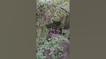 gà rừng gà ta.qaib qus qaib hmoob