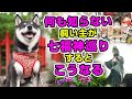 【柴犬】何も知らない飼い主が浅草 七福神巡りするとこうなる 後編【豆柴】