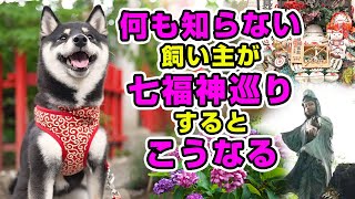 【柴犬】何も知らない飼い主が浅草 七福神巡りするとこうなる 後編【豆柴】