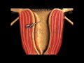 شرح الجهاز التناسلي الأنثوي 