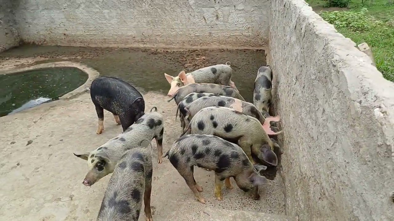 Vendo barato 15 hectares 155 mil 8799102 3154 