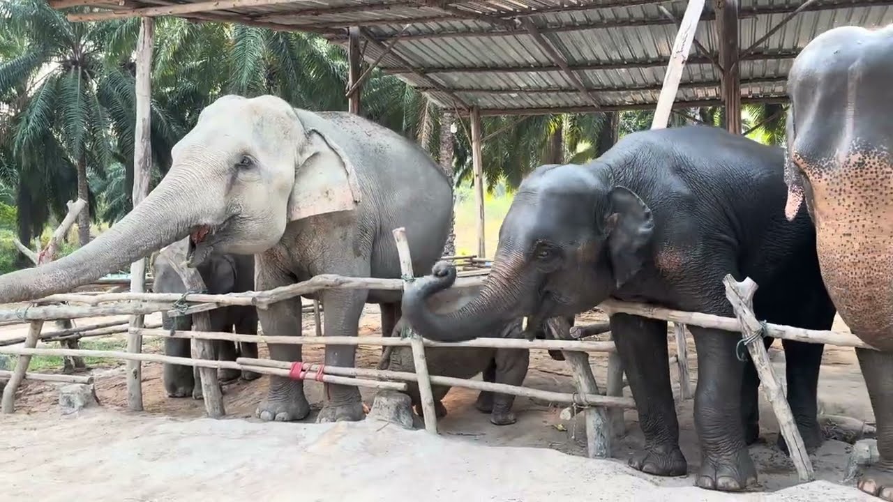 ขอบคุณfcบัวบาน🐘💚