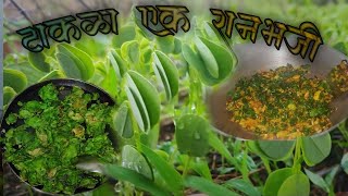 टाकला - एक रानभाजी ? || taakala bhaji || takalaa bhaji simple recipe