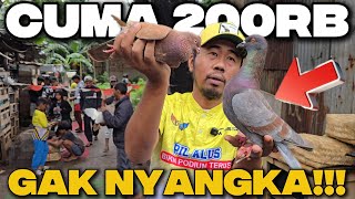 Download Lagu CARI BAHAN MERPATI JUARA?! KIOS MERPATI PONDOK BAMBU TEMPATNYA!!! MP3