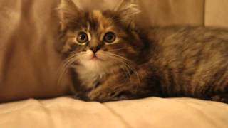 Grey Long Hair Dilute Calico/Tortoiseshell **Princess Diana**