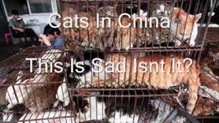 Animal Abuse.wmv