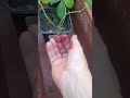 Пробую клубнику Черный принц на вкус!#клубника #garden #shorts