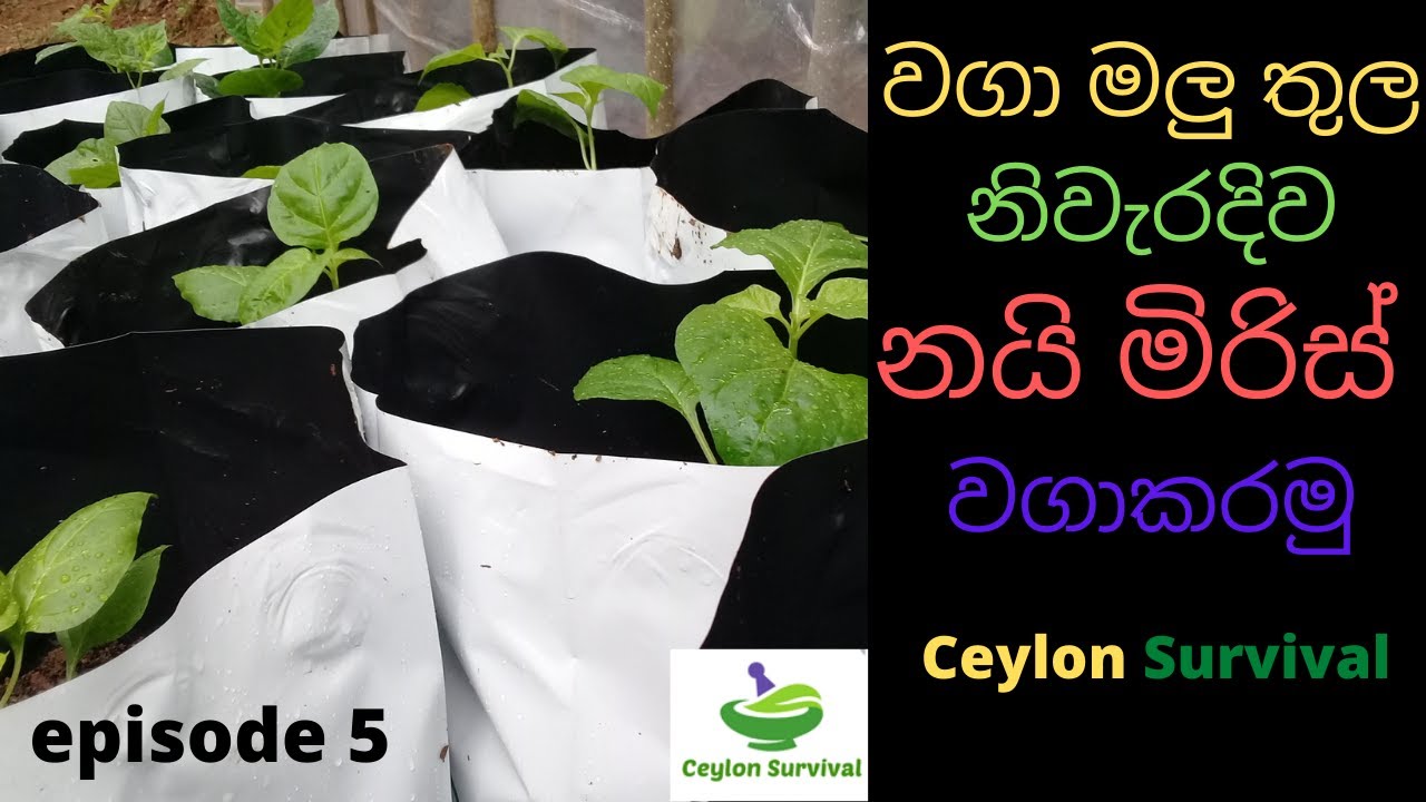 වගා මලු තුල නයි මිරිස් වගාකරමු/How to Cultivate hot chilli pepper in grow bags /Ceylon Survival
