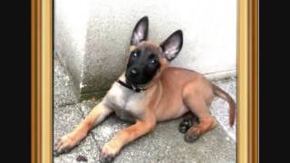 mon malinois dark a 3 mois.wmv