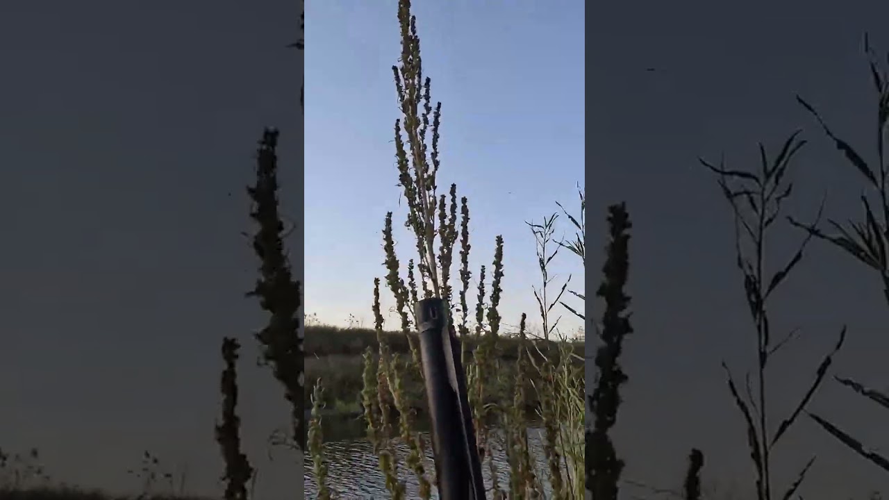 Massive Duck Flock Surprise! A Hunter's Dream Come True 