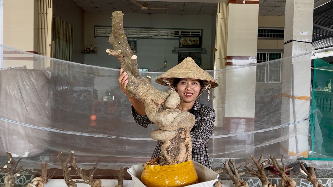 Phôi hoa giấy mỹ giá ưu đãi, nhà vườn Hương Đoàn bao phí ship toàn quốc ☎0939.421.599 Hương Đoàn