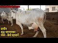 👍प्राचीन थारपारकर (Old Bloodline) की गायों का बचाने का अद्भुत प्रयास|| @Moklawas, Jodhpur.👍