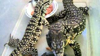 Tegus vs. ground turkey & rat pups!