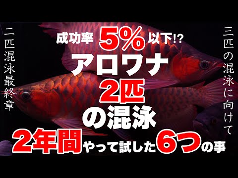 激ムズ！アロワナ2匹の混泳最終章】成功率5%以下の混泳で試した6つの 
