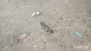 Manfaatkan Masa Cuti Kuala Sepetang Perakkolam Cikgu Mat Din..