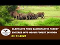 NEARLY 50 ELEPHANTS GROUP ENTERED DENKANIKOTA &amp; HOSUR SURROUNDING PUBLIC ALERTED.