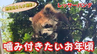 レッサーパンダの赤ちゃん ひとり荒ぶる！