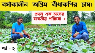 অফসিজনে লাভজনক বাঁধাকপির চাষ | অগ্রিম বাঁধাকপির চাষ | বর্ষায় বাঁধাকপির চাষ | গুরুত্বপূর্ণ পরিচর্যা |