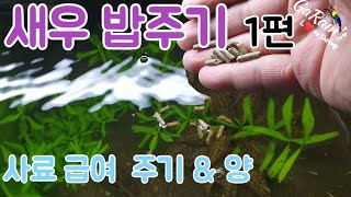 새우키우기 사료급여량 & 주기 1편 비쉬림프