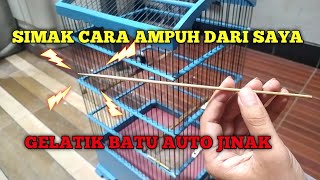 Download lagu EASY AND QUICK WAY TO TAME A ROCK FROG