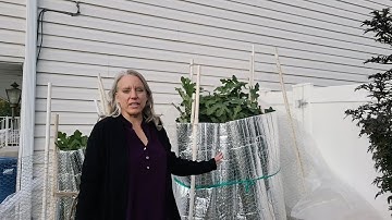 Protecting Fig Trees in Zone 6