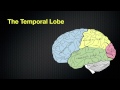 067 The Anatomy and Functions of the Occipital and Temporal Lobes