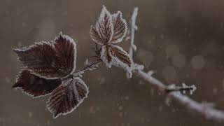 snow flakes