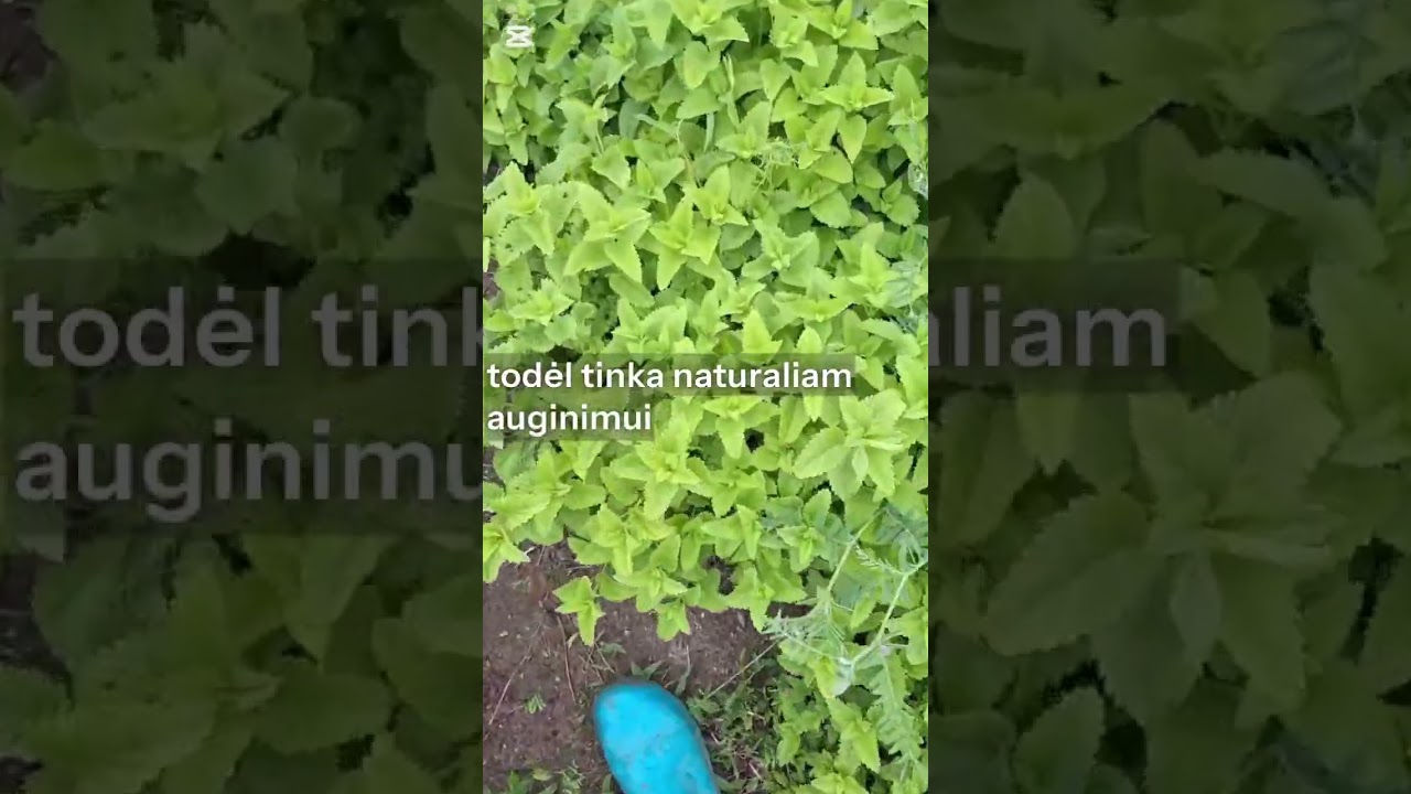 YouTube player