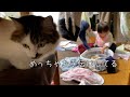 一生懸命お手伝い（？）をしてる娘を眺める猫