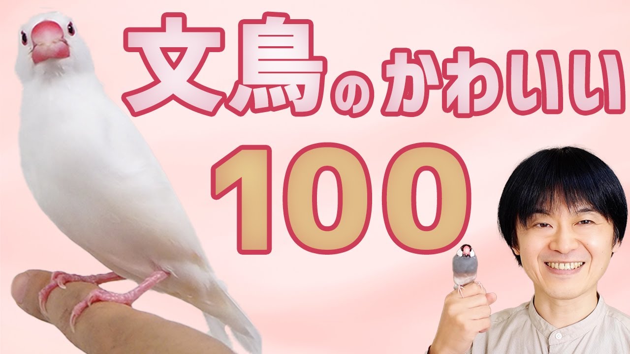 文鳥のかわいい100連発 文鳥の日 10月24日 Youtube 文鳥のかわいい100連発 文鳥の日 10月24日 Youtube