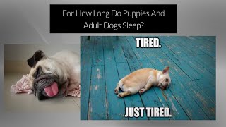 The Adorable Truth Behind Why Dogs Sleep all Day