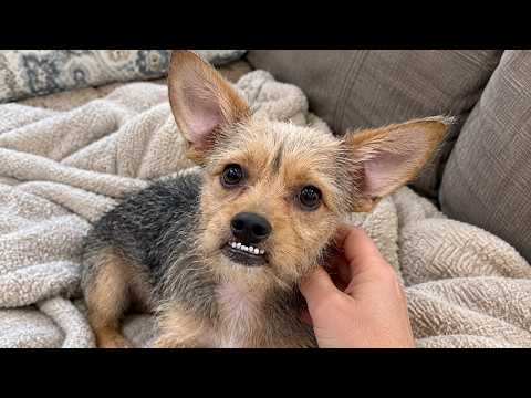 They Called Him the "Unadoptable" Ugly Puppy. Here Is His First Day Home