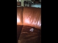 Sokoke cat plays fetch. の動画、YouTube動画。