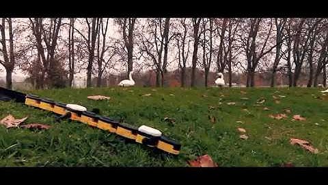 Salamandra robotica II walking and swimming outdoors