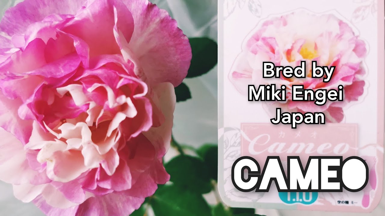 CAMEO ROSE plant by MIKI ENGEI Rose breeders one of Most Wanted in