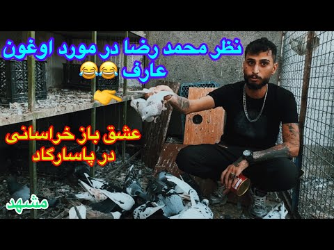 آمدن چاشنی باز و رنگه باز خراسانی محمدرضا به بوم برسی خانواده اهوازی و کبوتران پاسارگاد و نکات درمان