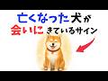 【見逃さないで】亡くなった犬が会いに来ているサイン