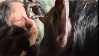 Chimpanzee Grooming Head To Toe