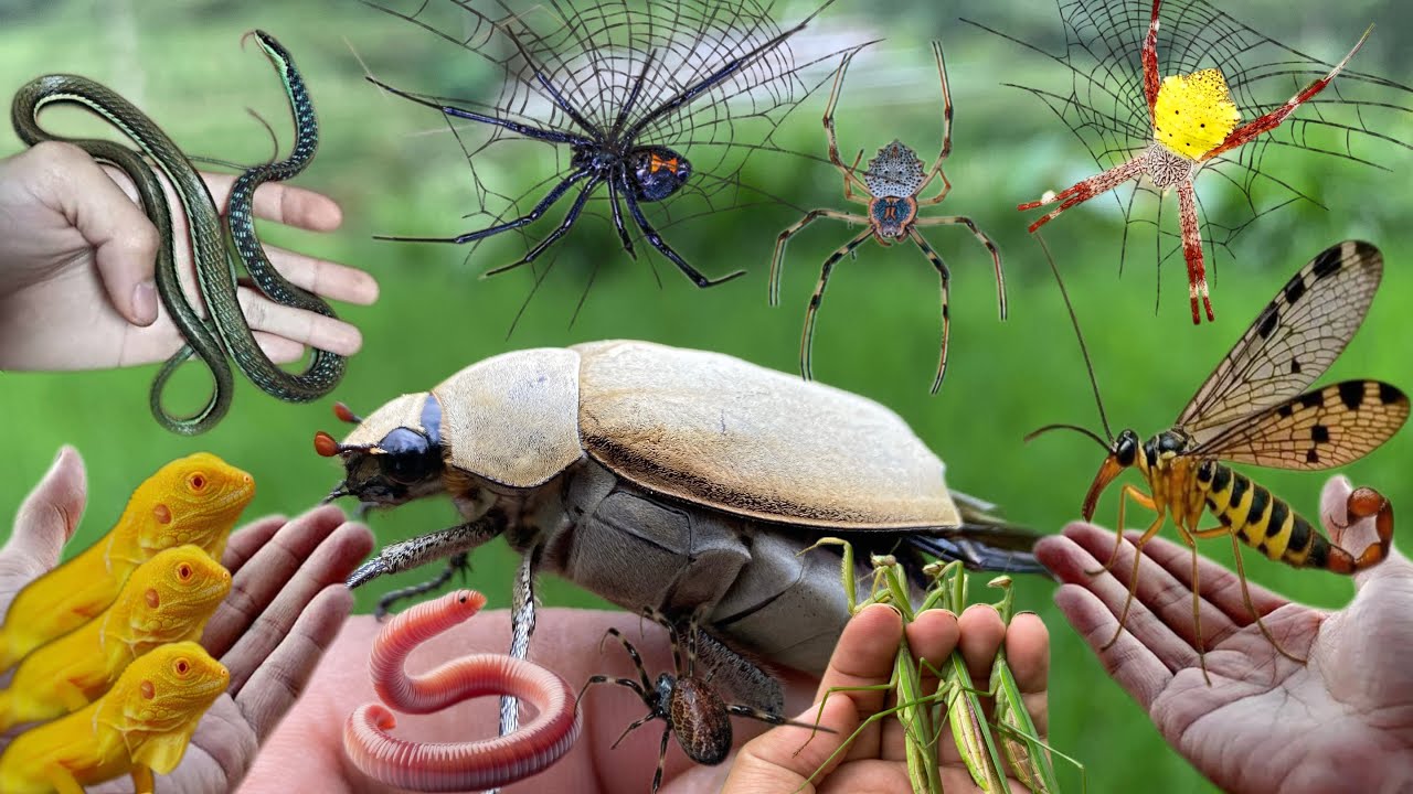 Catcing Insects catching insects around us - YouTube