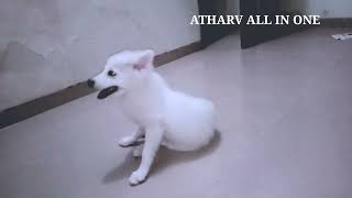 Funny and Cute dog(Rocky),Funny puppy videos,Cute Dogs Clips @AtharvAllinoneSunilBabar#3 #shorts by Atharv All in one 94 views 2 years ago 20 seconds