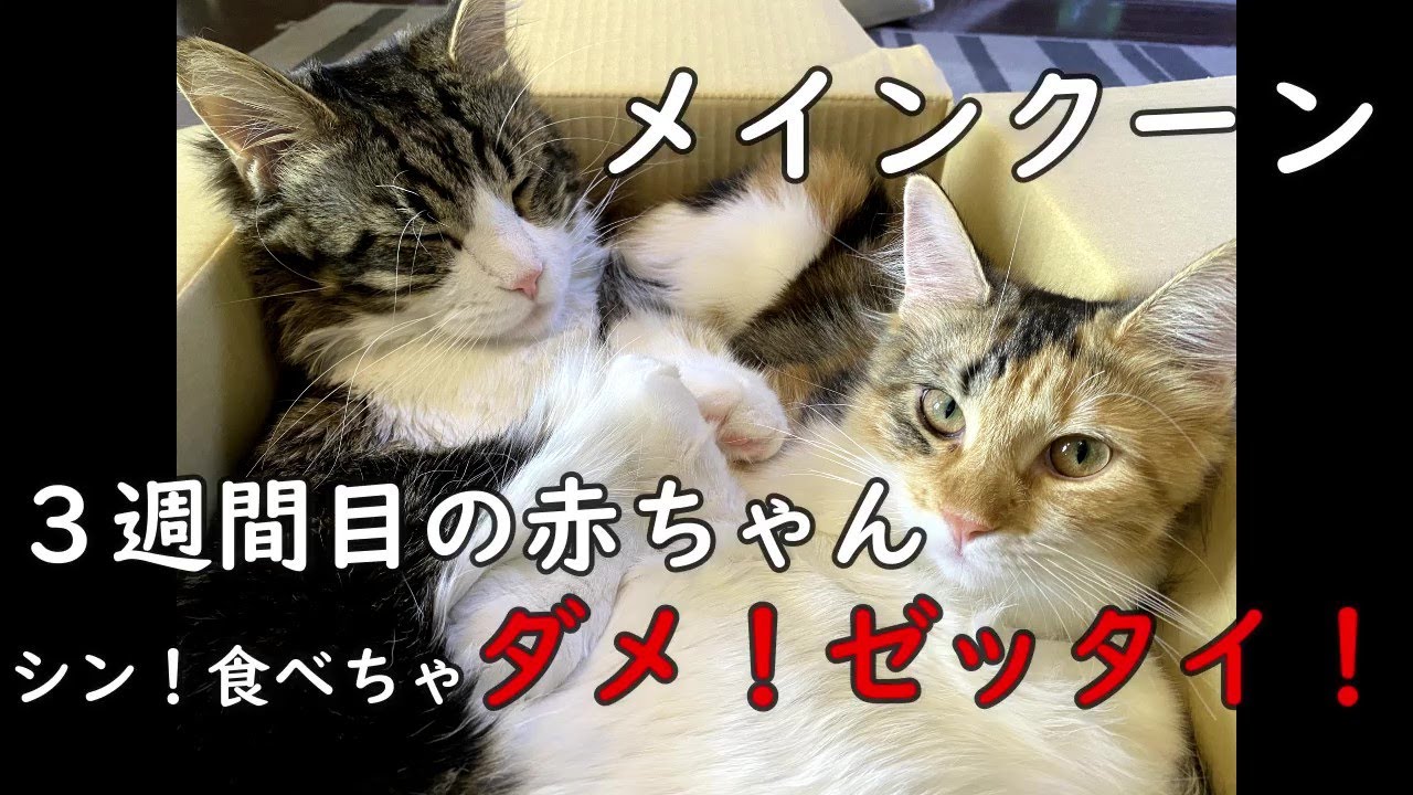 巣立ち メインクーンの赤ちゃん 歩き 新世界を知る Maine Coon 第132回シン 食べないで 獲物じゃない 21日目 Youtube