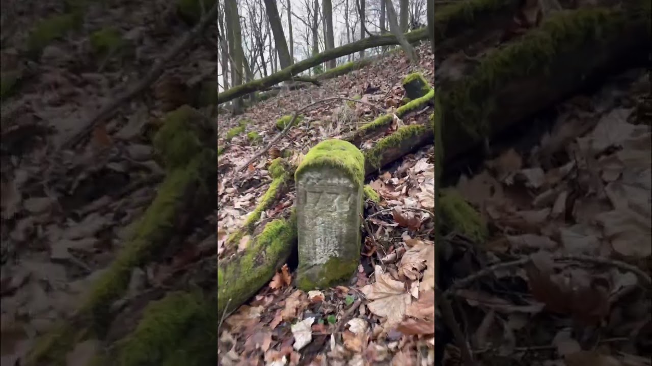 Kreischaer Vormittagsrund 🏃🏻‍♂️auf den Wilisch Vorbereitung zum 53. Rennsteiglauf 2026 Supermarathon