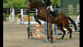 Thor first time under Eventing Ireland - show jumping