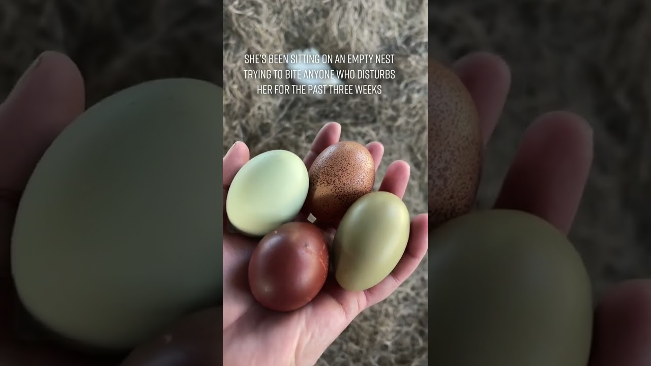 Broody Hen Attitude adjustment DIY