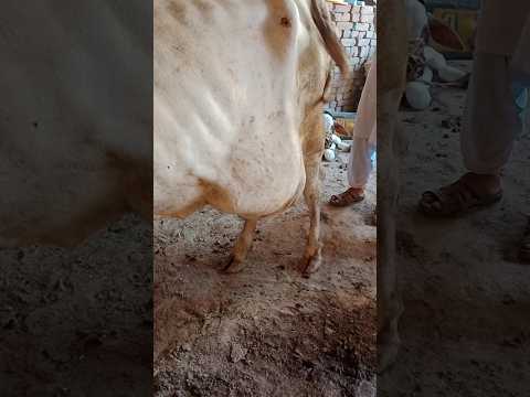 Very large abscess in cow #cow #trending #shortvideo #lovesongs