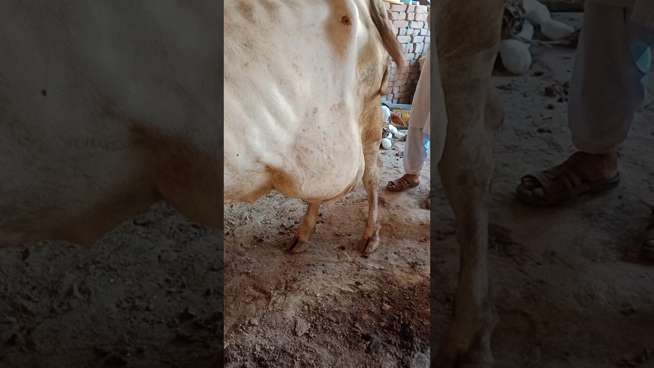 Very large abscess in cow 